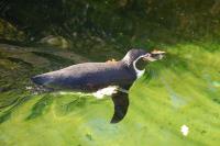 Imagine atasata: Zoo Berlin 0409.JPG